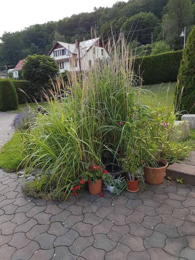 Ferienwohnung Am Rennsteig Bei Eisenach - Ilona Schmidt Wolfsburg-Unkeroda Extérieur photo